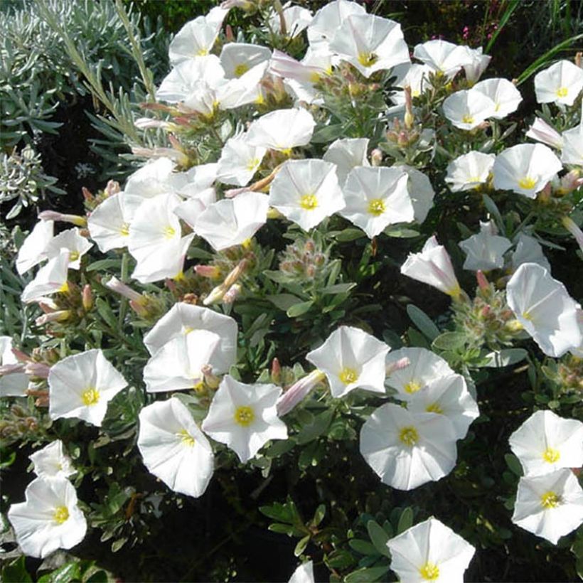 Convolvulus cneorum - Convolvolo bianco (Porto)