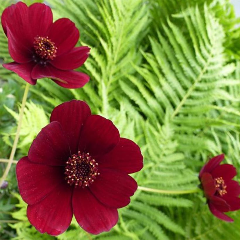 Cosmos atrosanguineus - Fior di cioccolato (Fioritura)