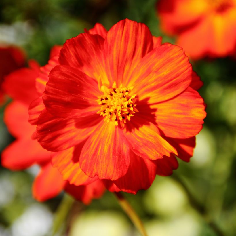 Cosmos sulphureus Brightness Red - Cosmea arancione (Fioritura)