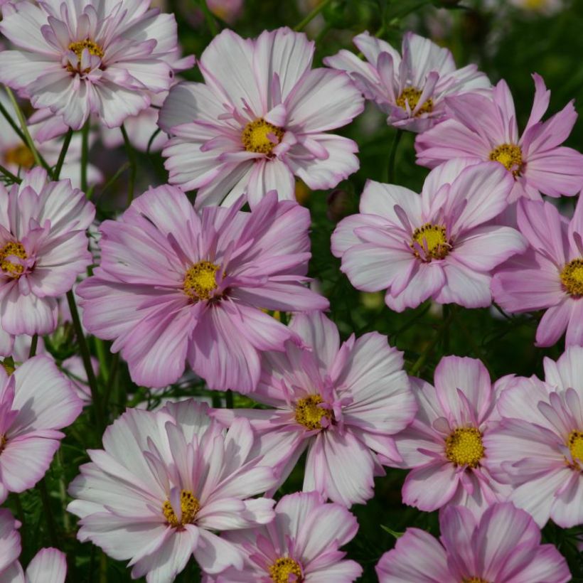 Cosmos Cosimo Collarette - Cosmea (Fioritura)