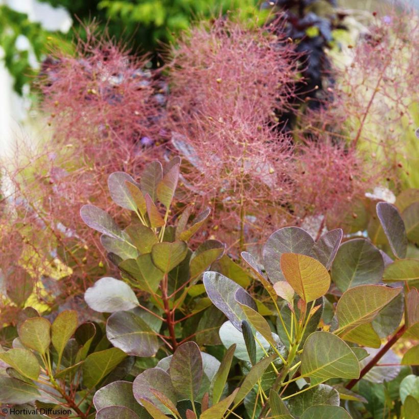 Cotinus coggygria Flamissimo (Fioritura)