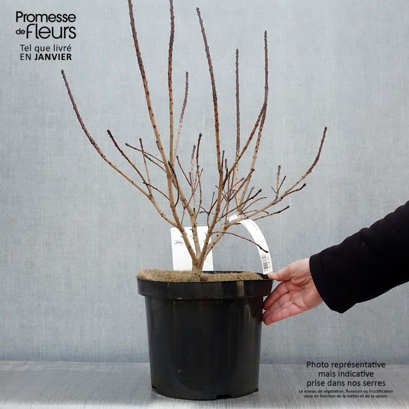 Cotinus coggygria Golden Spirit - Arbre à Perruques Doré en pot de 7,5L/10L esemplare consegnato in inverno