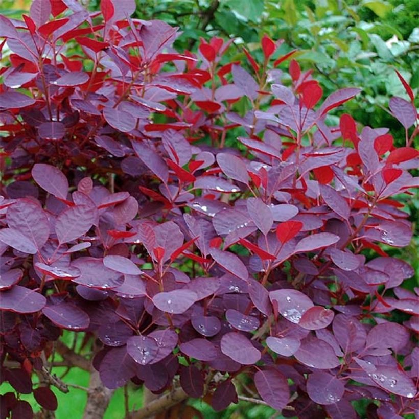 Cotinus coggygria Royal Purple (Fogliame)