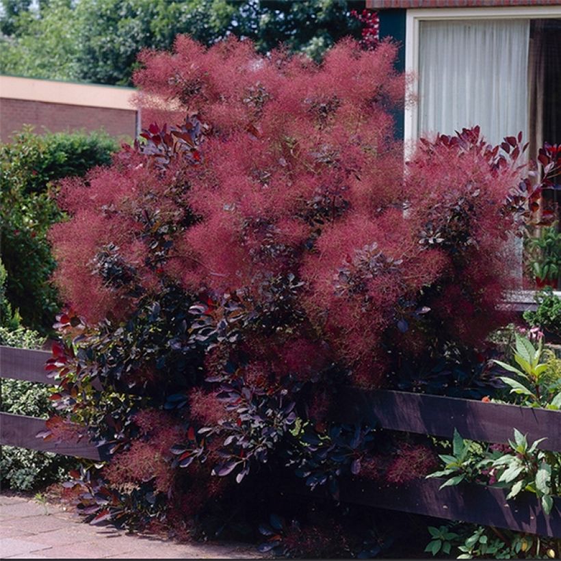 Cotinus coggygria Royal Purple (Porto)