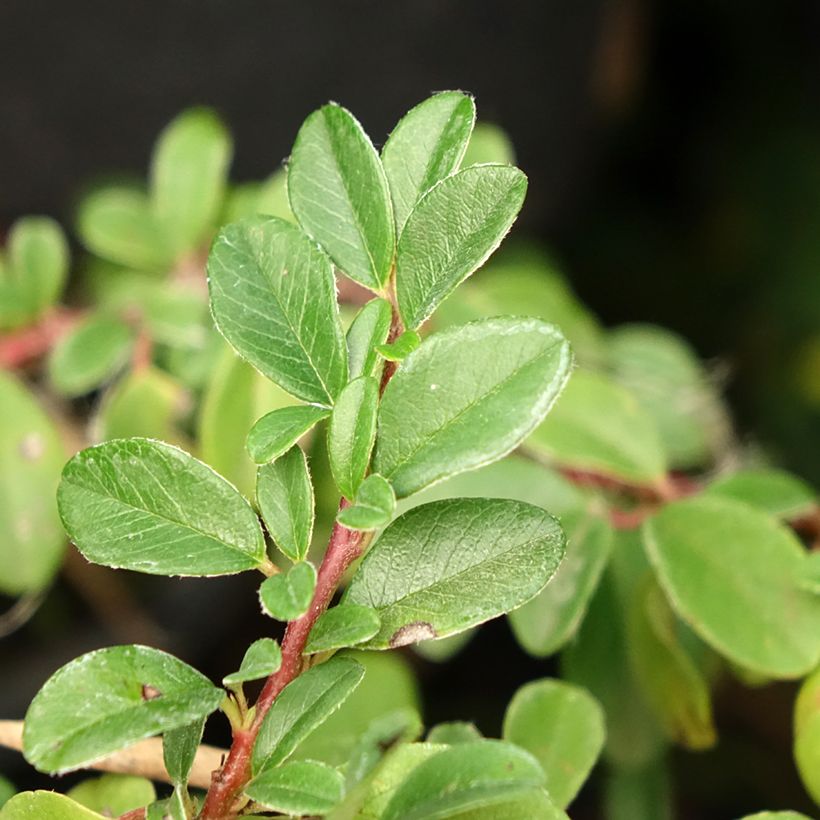 Cotoneaster dammeri Mooncreeper (Fogliame)