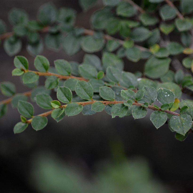 Cotoneaster horizontalis - Cotognastro tappezzante (Fogliame)