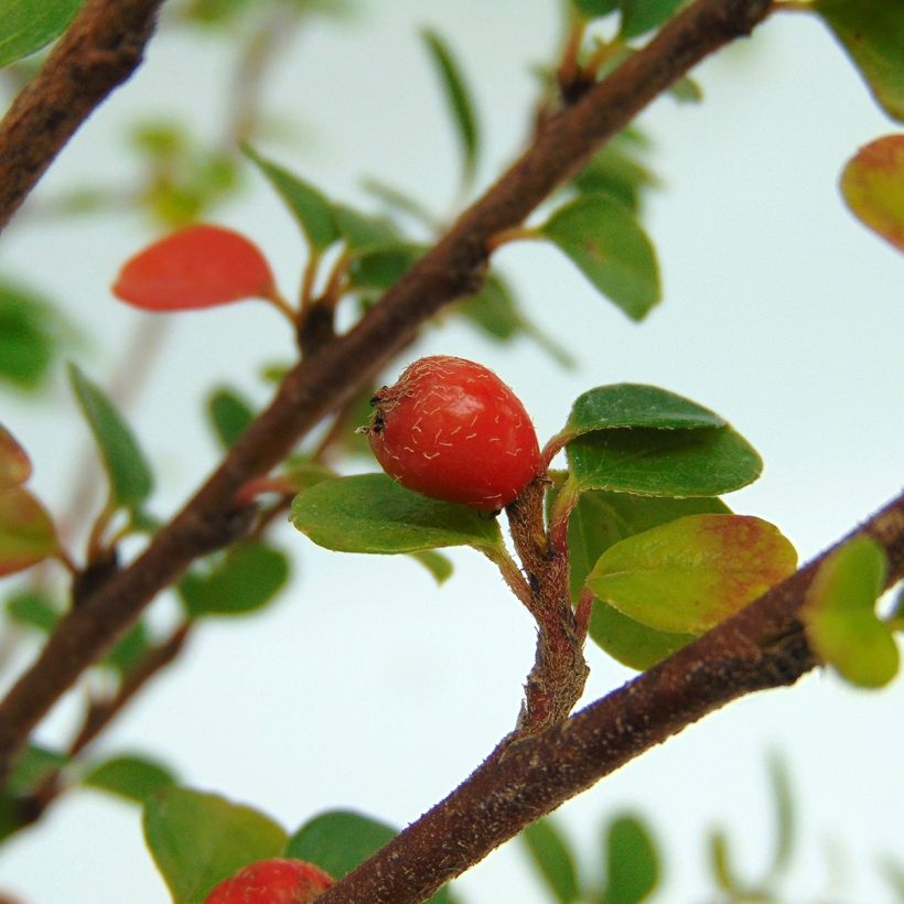 Cotoneaster horizontalis - Cotognastro tappezzante (Raccolta)