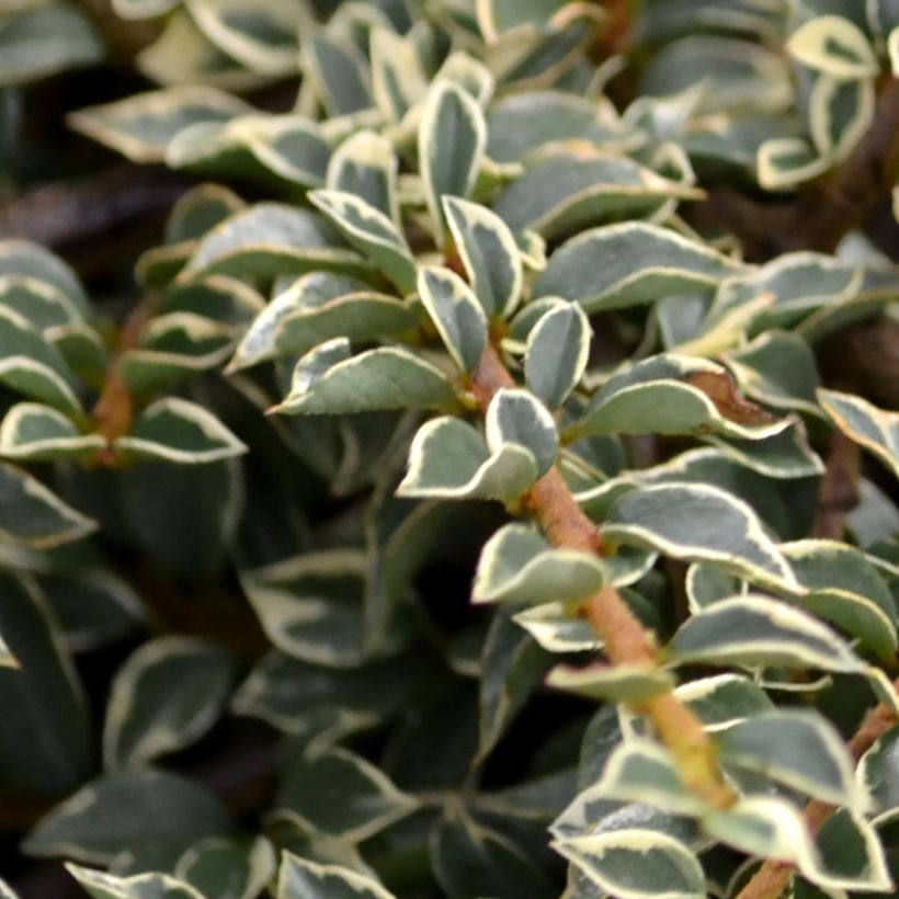 Cotoneaster horizontalis Variegatus - Cotognastro tappezzante (Fogliame)