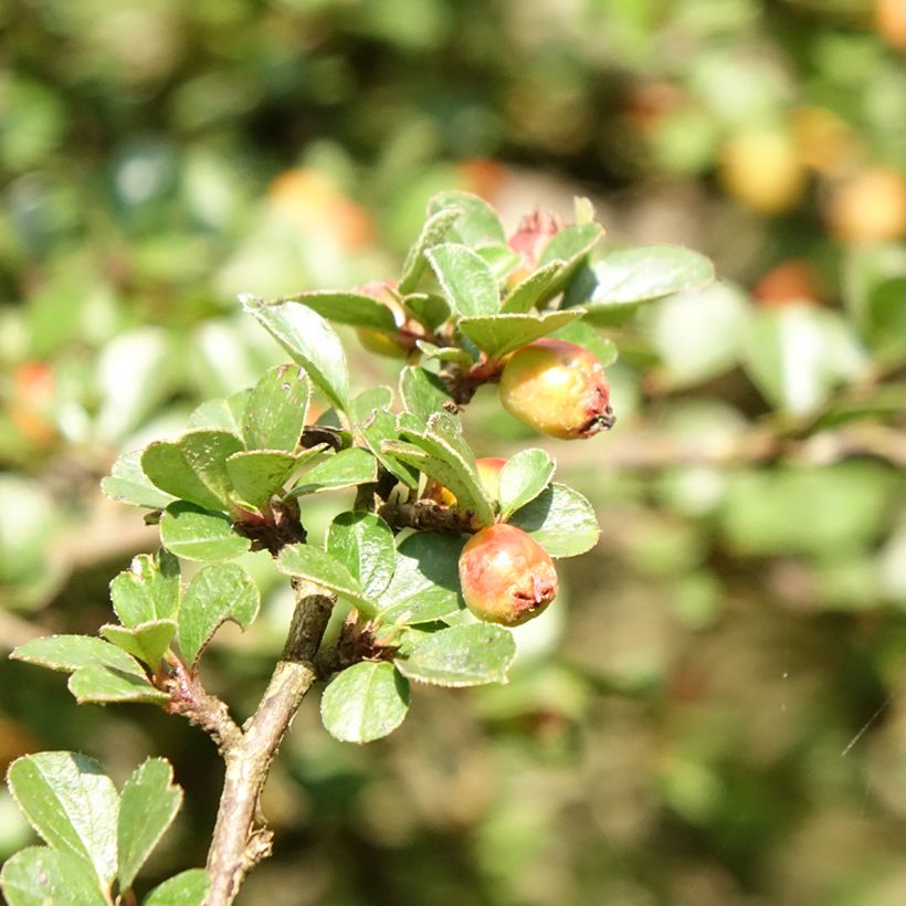 Cotoneaster praecox Boer (Fogliame)