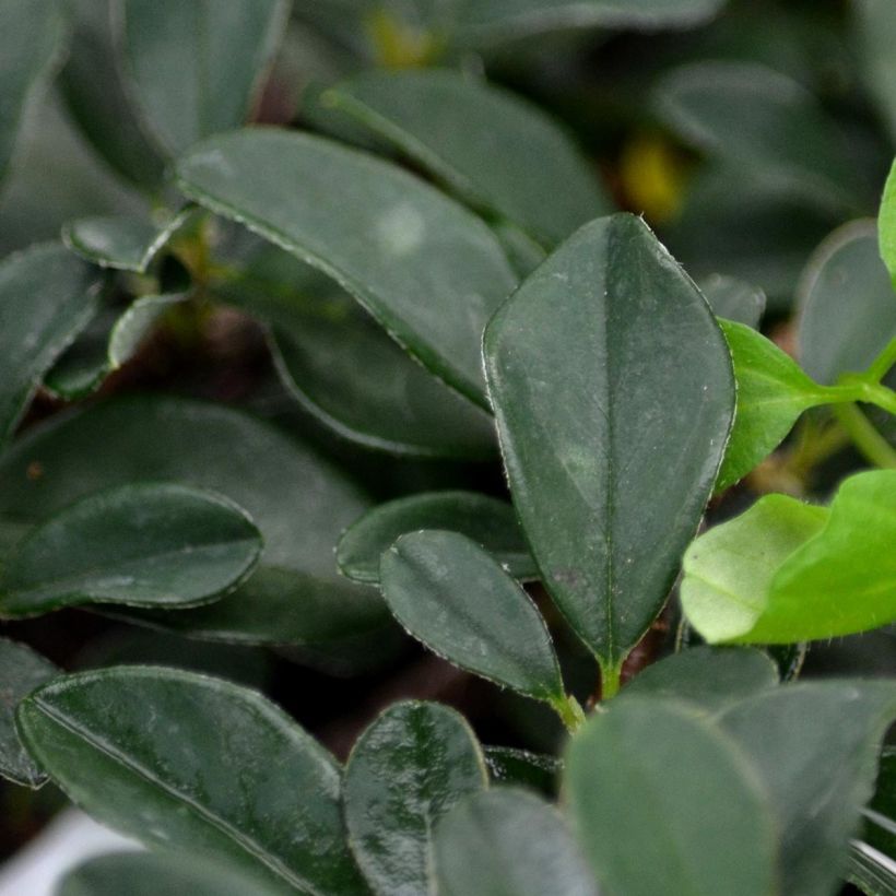 Cotoneaster procumbens Queen of Carpets (Fogliame)