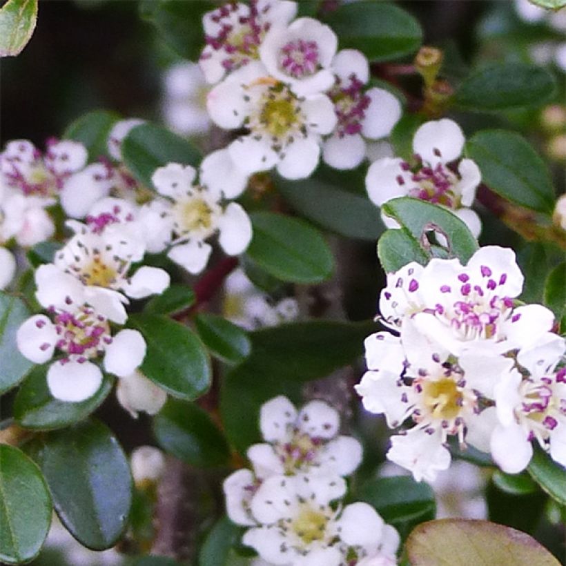 Cotoneaster procumbens Queen of Carpets (Fioritura)