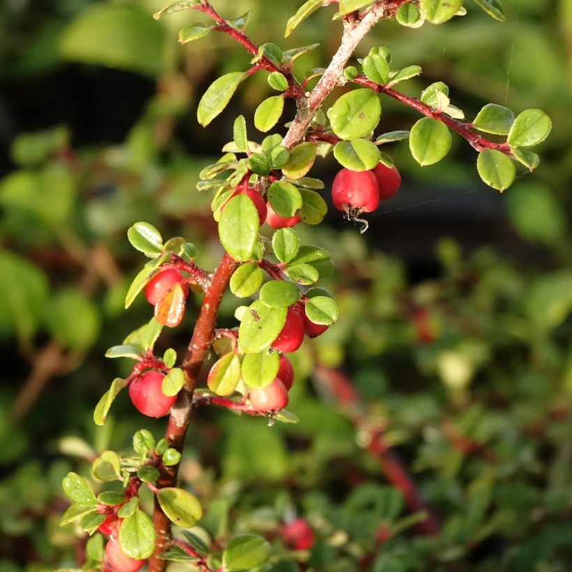 Cotoneaster procumbens Streibs Findling (Raccolta)