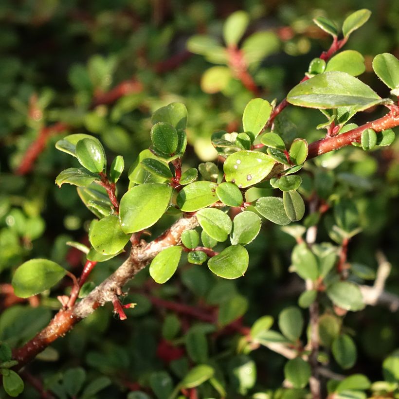 Cotoneaster procumbens Streibs Findling (Fogliame)