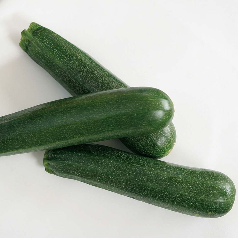 Zucchino Kimber F1 (Raccolta)