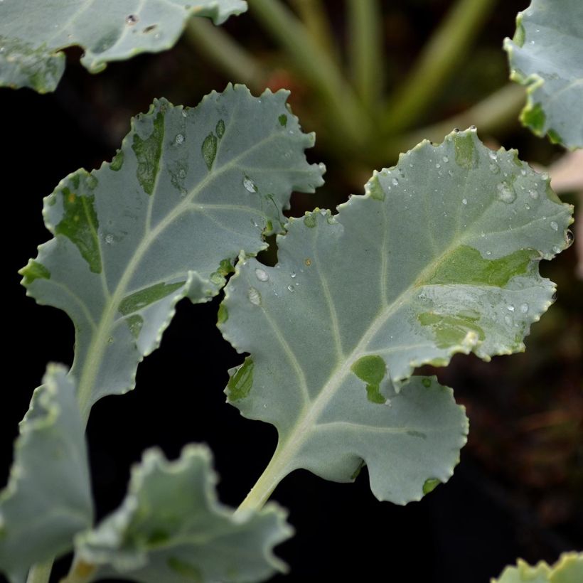 Crambe maritima - Cavolo marino (Fogliame)