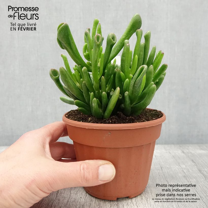 Crassula ovata Hobbit Pot de 13 cm esemplare consegnato in inverno