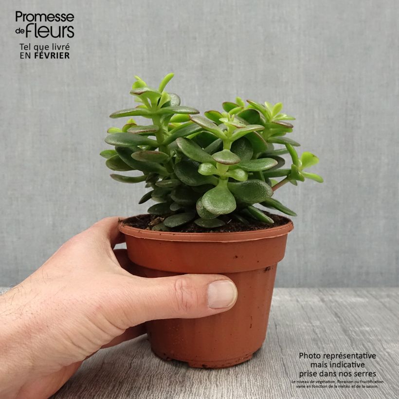 Crassula ovata Minor Pot de 13 cm esemplare consegnato in inverno