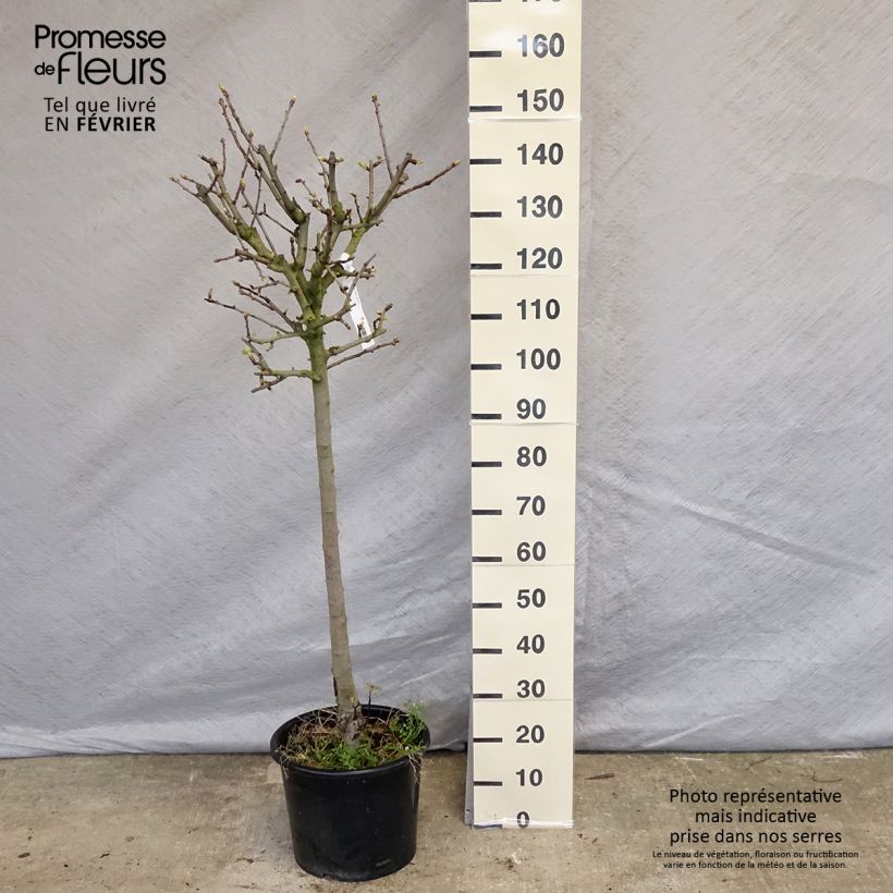 Crataegus azarolus - Azérolier Pot de 12L/15L esemplare consegnato in inverno