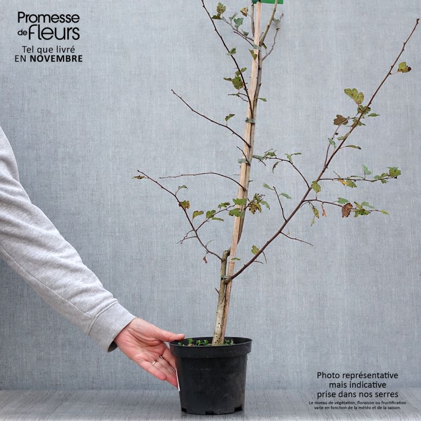 Esemplare di Crataegus laevigata Mutabilis Ravnholdt - Aubépine lisse - Pot de 4L/5L come consegnato in autunno