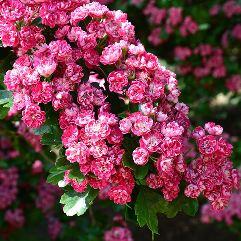 Crataegus laevigata Paul's Scarlet (Fioritura)