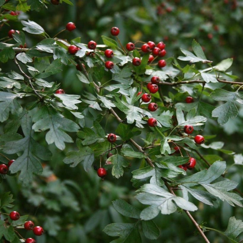 Crataegus monogyna - Biancospino comune (Fogliame)