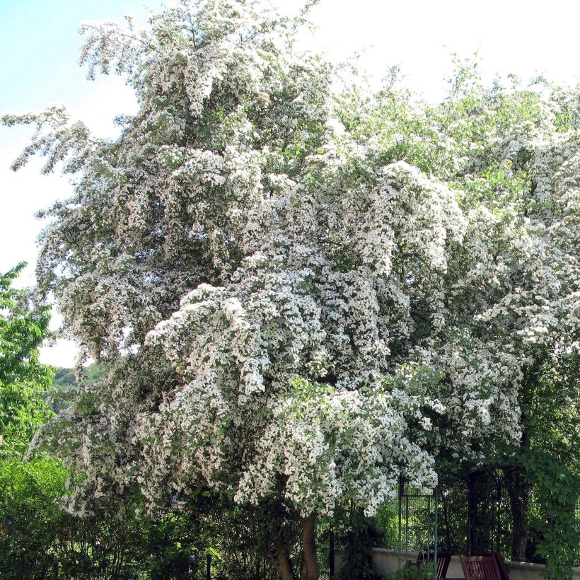 Crataegus monogyna - Biancospino comune (Fioritura)