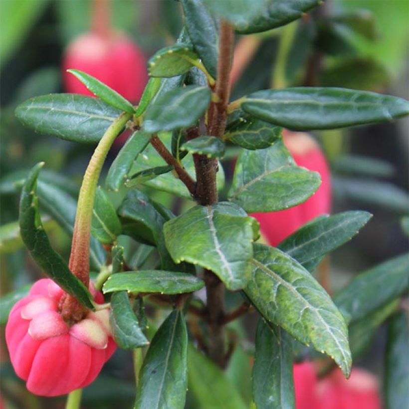 Crinodendron hookerianum (Fogliame)