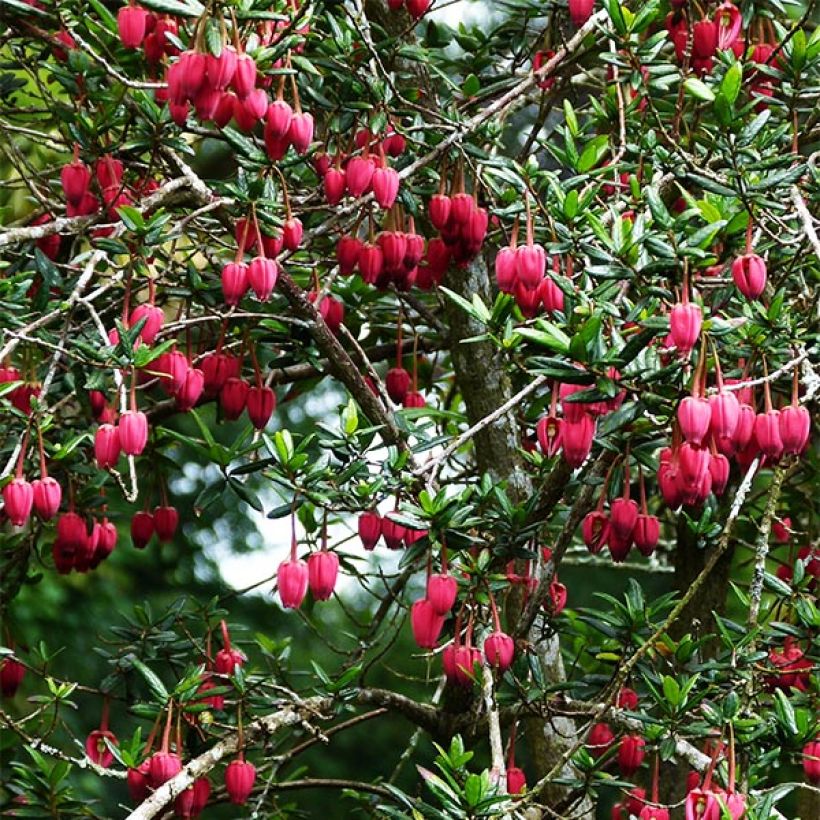 Crinodendron hookerianum (Porto)