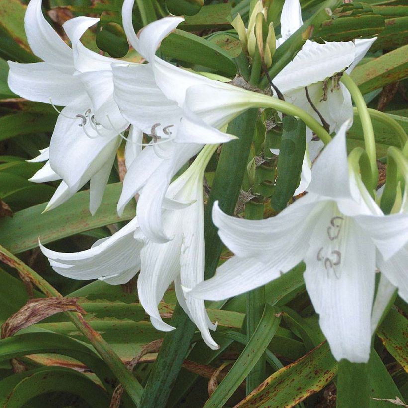 Crinum powellii Album (Fioritura)