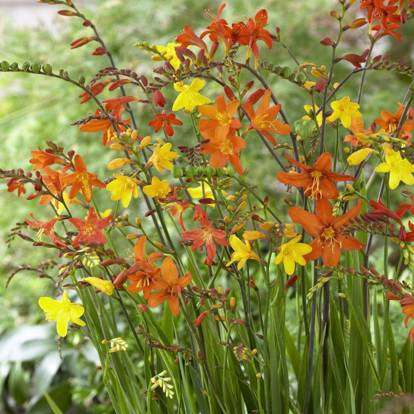 Crocosmia crocosmiiflora Mix (Fioritura)