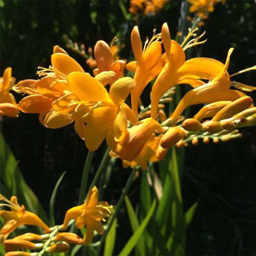 Crocosmia masoniorum Rowallone Yellow (Fioritura)