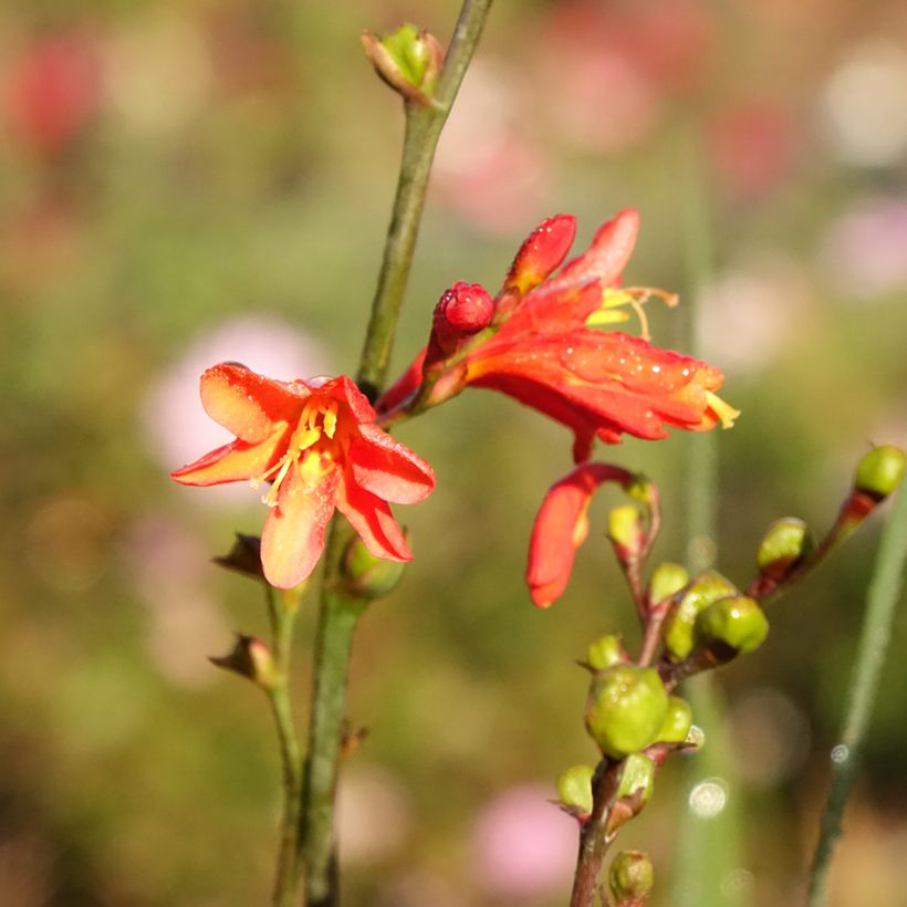 Crocosmia crocosmiflora Fire King (Fioritura)