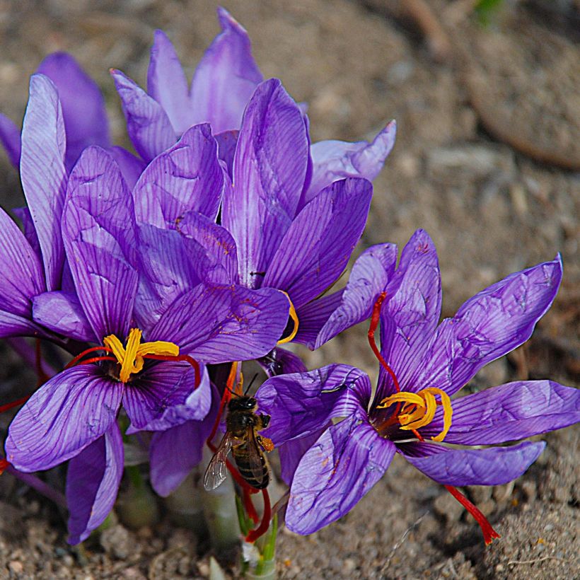 Crocus sativus - Zafferano vero (Fioritura)