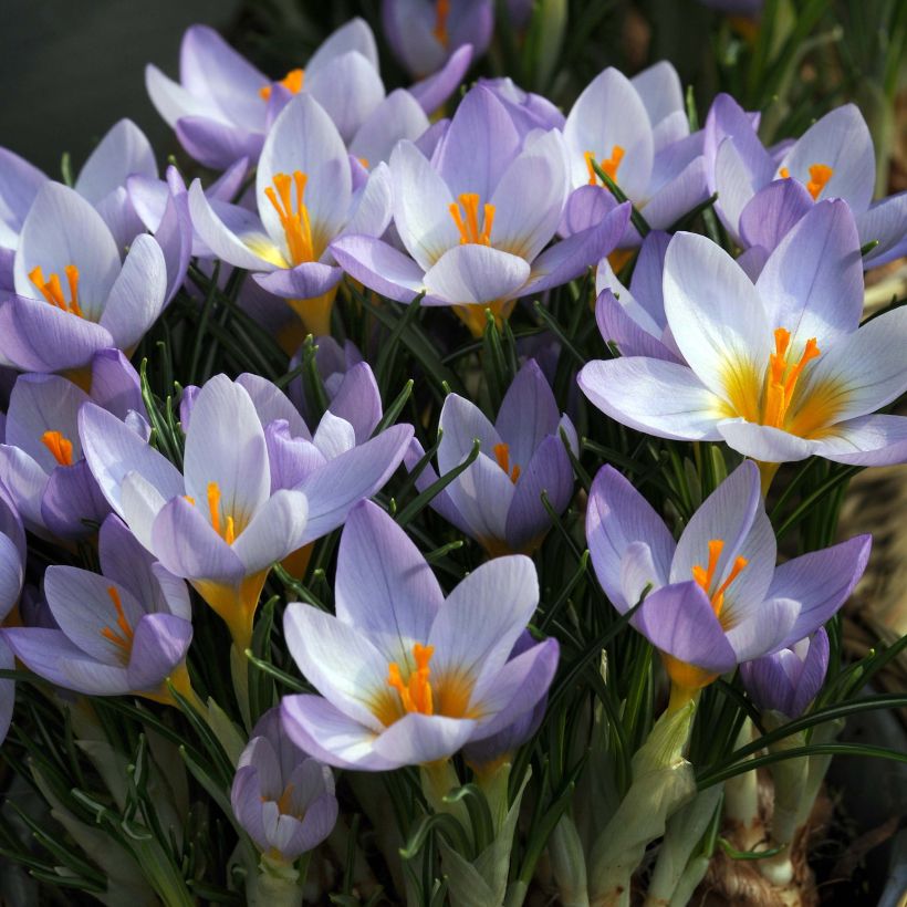 Crocus sieberi Firefly (Fioritura)