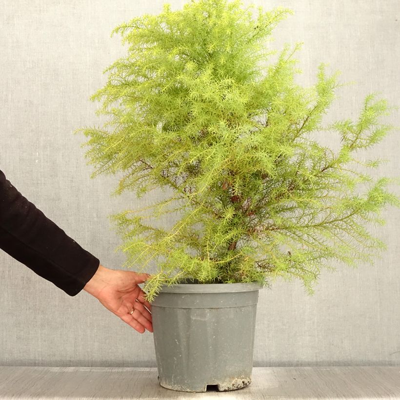 Esemplare di Cryptomeria japonica Elegans - Cèdre du Japon Pot de 7.5L/10L come consegnato in autunno