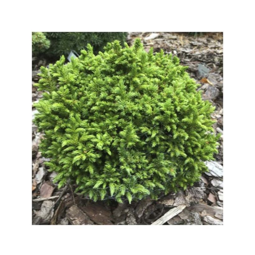 Cryptomeria japonica Green Pearl - Cedro del Giappone (Fogliame)