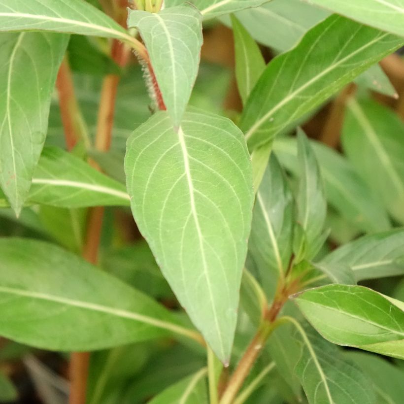 Cuphea micropetala (Fogliame)