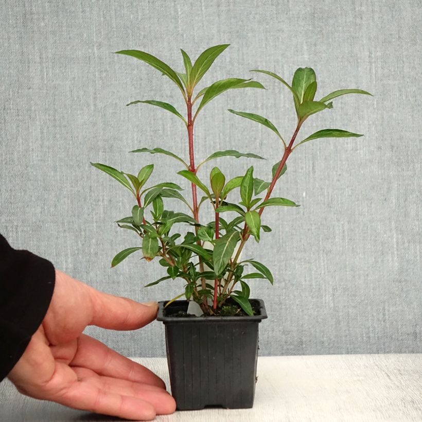 Cuphea micropetala - Plante cigarette - Godet de 8/9 cm esemplare consegnato in primavera