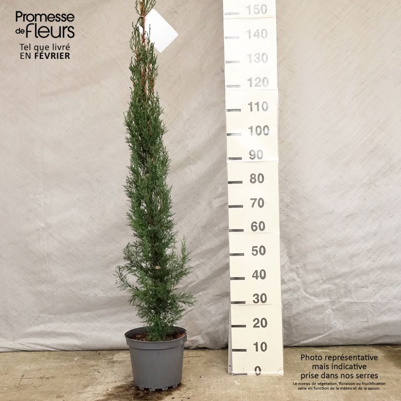 Cupressus sempervirens Stricta - Cyprès d'Italie Pot de 7,5L/10L esemplare consegnato in inverno