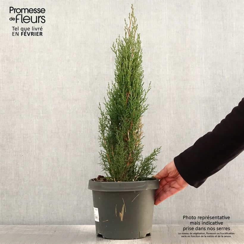 Cupressus sempervirens Totem - Cyprès de Florence en pot de 4/5L esemplare consegnato in inverno