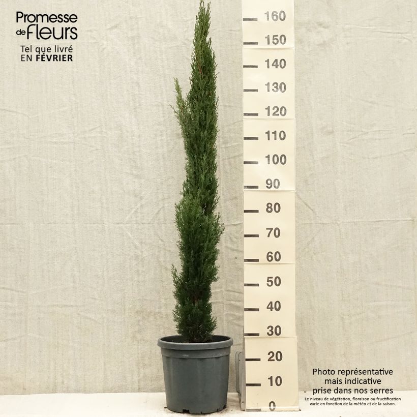 Cupressus sempervirens Totem - Cyprès de Florence en pot de 7,5/10L esemplare consegnato in inverno