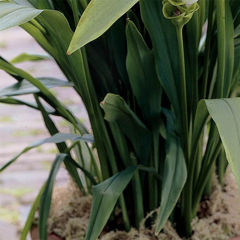 Curcuma alismatifolia White (Fogliame)