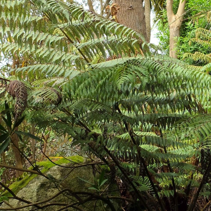 Cyathea dealbata - Felce d'Argento (Fogliame)