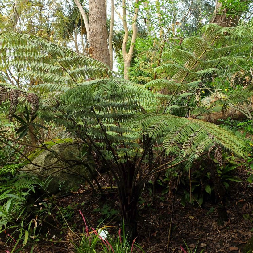 Cyathea dealbata - Felce d'Argento (Porto)