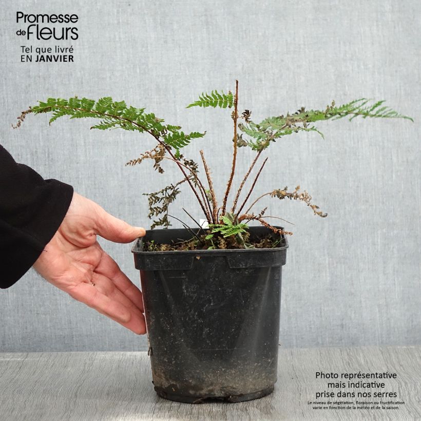 Cyathea dealbata - Fougère arborescente Pot de 2L/3L esemplare consegnato in inverno