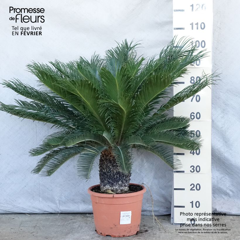 Cycas revoluta - Cycas du Japon pot de 15L esemplare consegnato in inverno