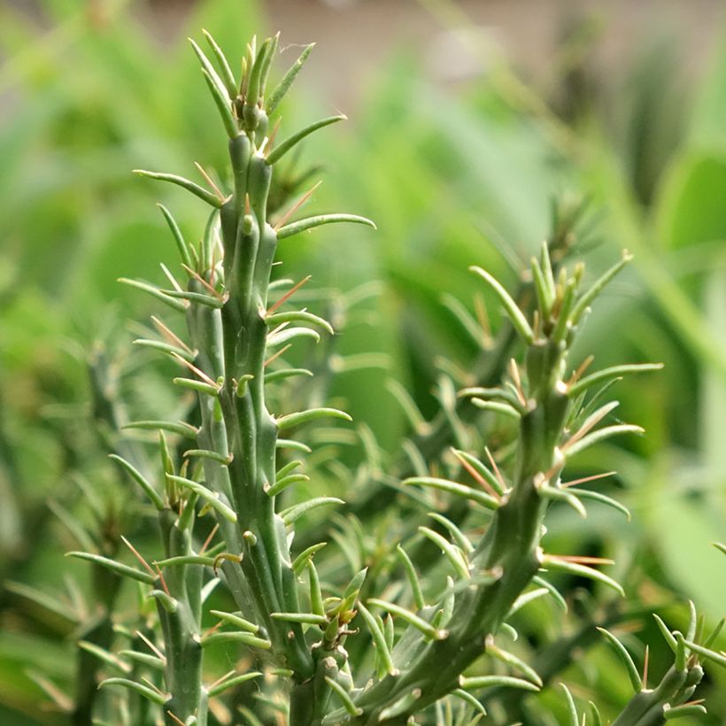 Cylindropuntia kleiniae (Fogliame)