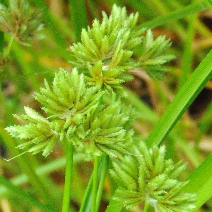 Cyperus glaber - Zigolo glabro (Fioritura)