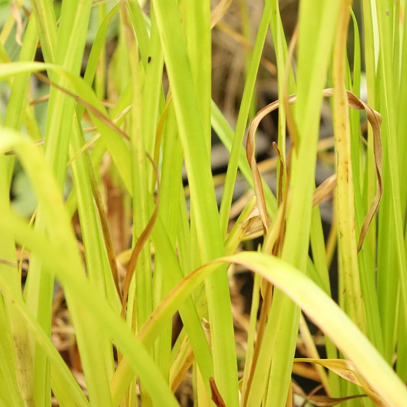 Cyperus glaber - Zigolo glabro (Fogliame)