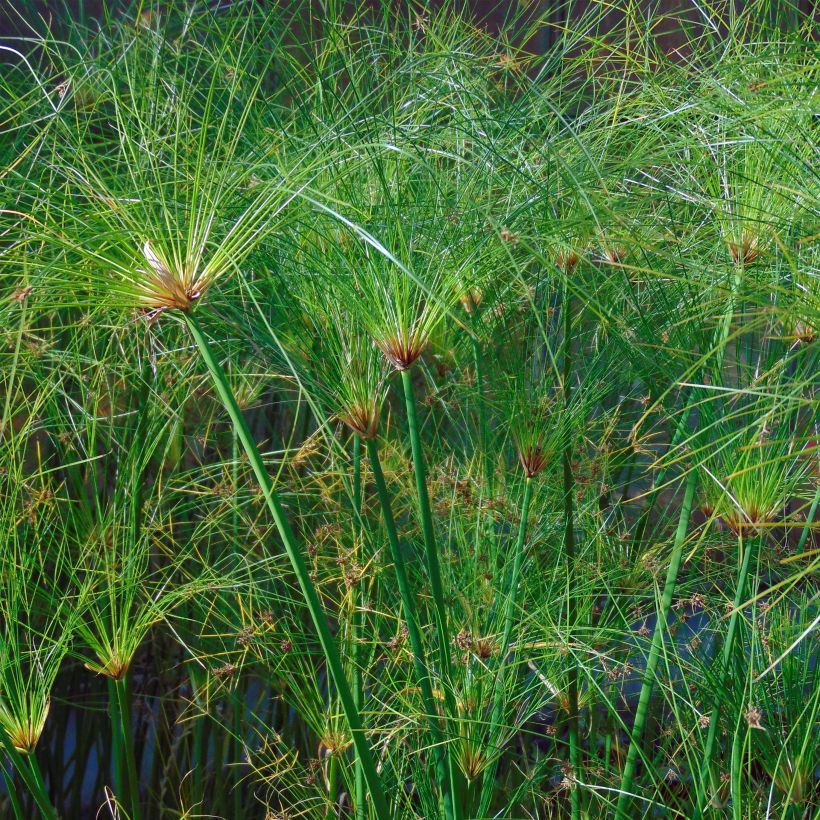 Cyperus papyrus Akhenaton - Papiro (Fogliame)